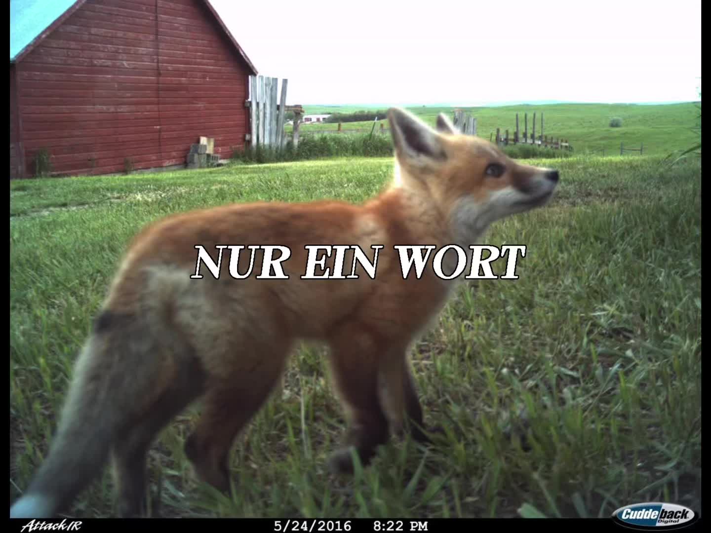 @DeutscheIndieLiebe