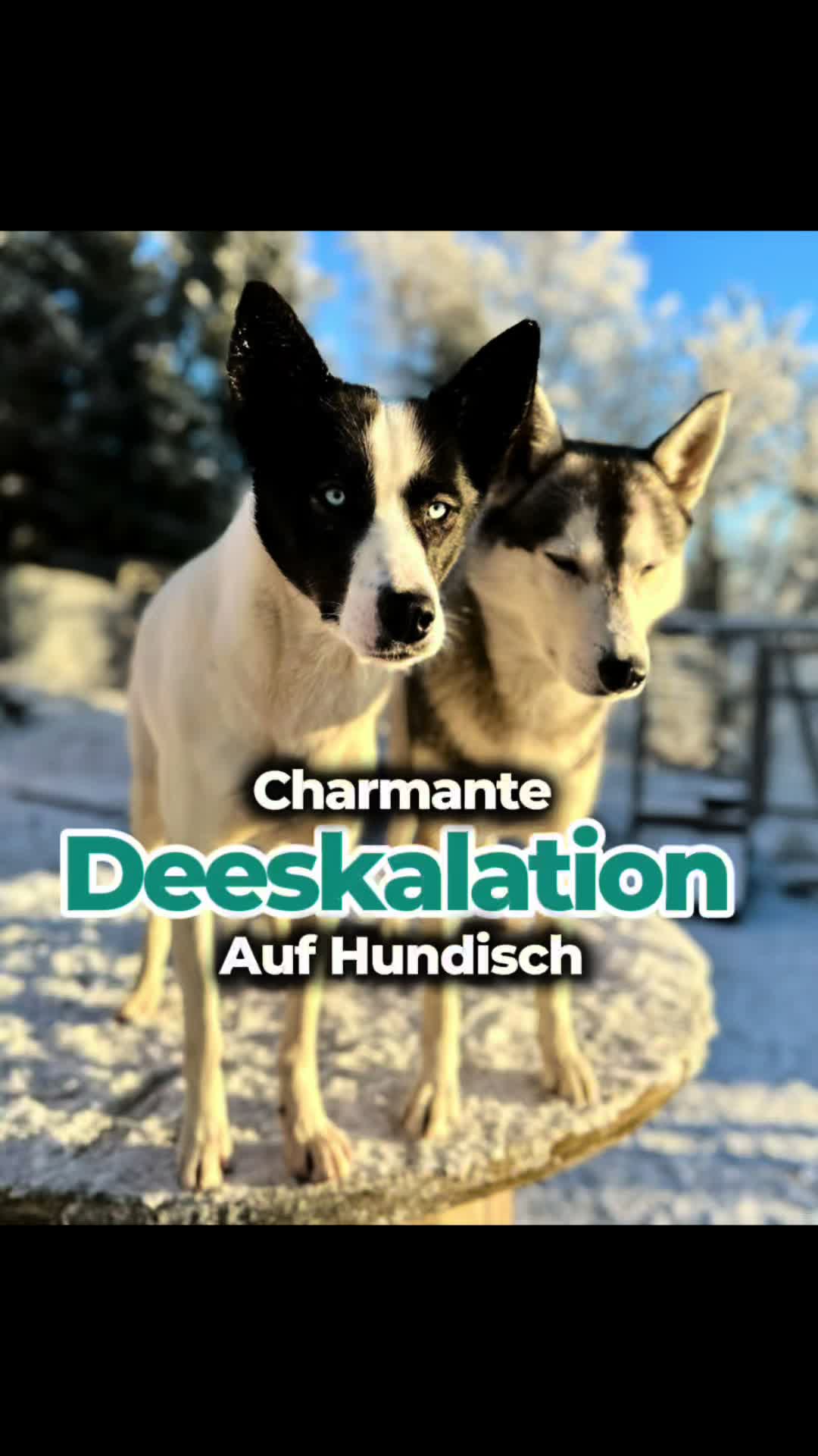 @Mehrere Hunde, ein Team!