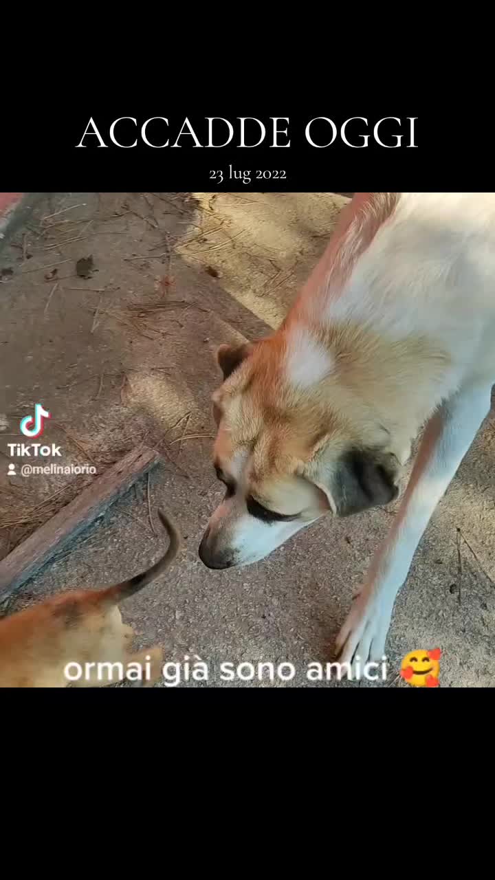@la famiglia con i cani 🐾🥰