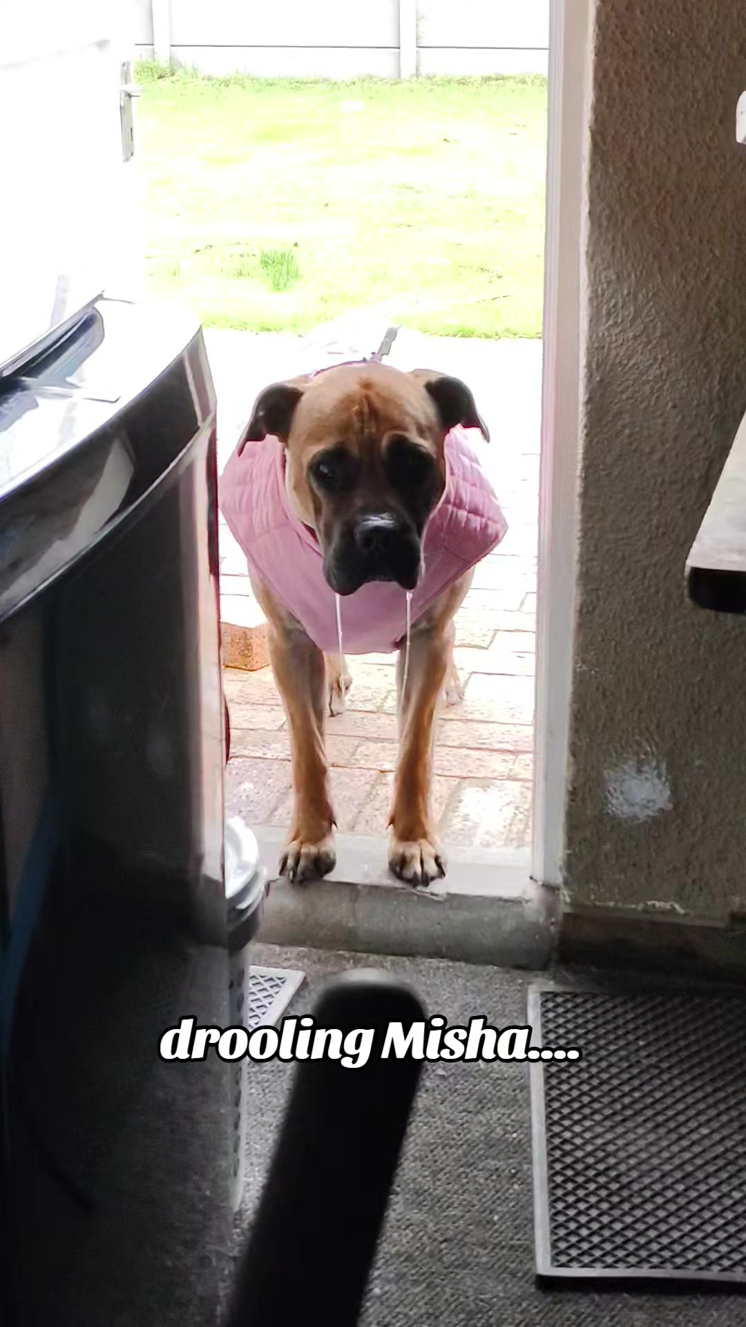 @Mishatheboerboel