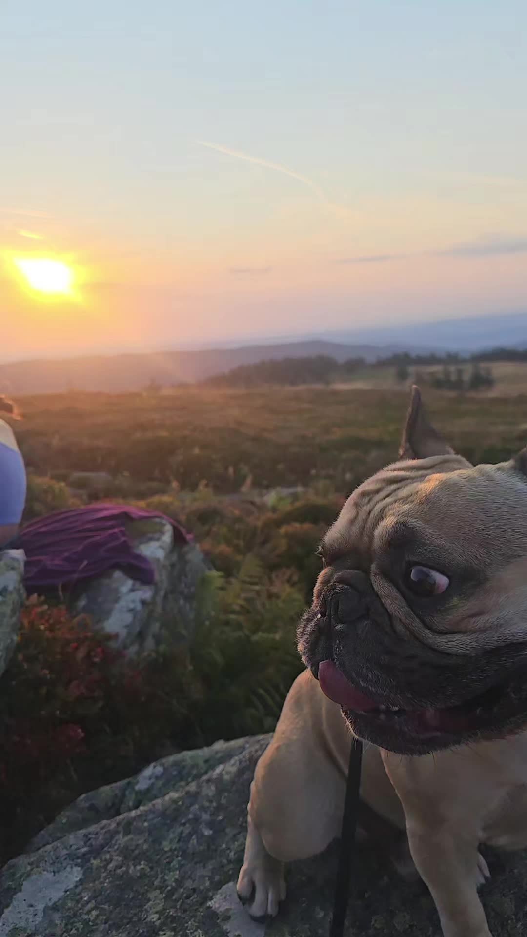 @Tyrion-the-frenchie/Cyrus23