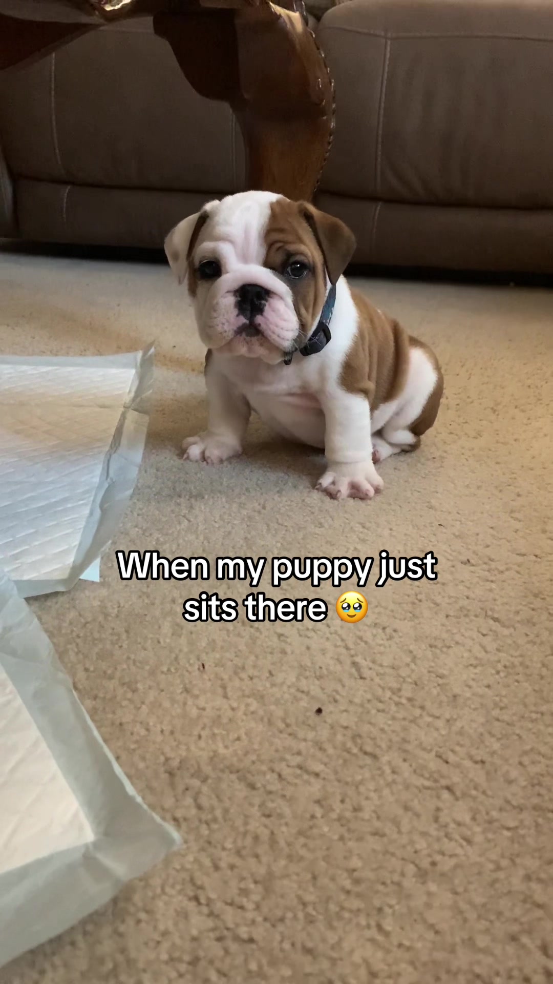 @Stubby The Bulldog