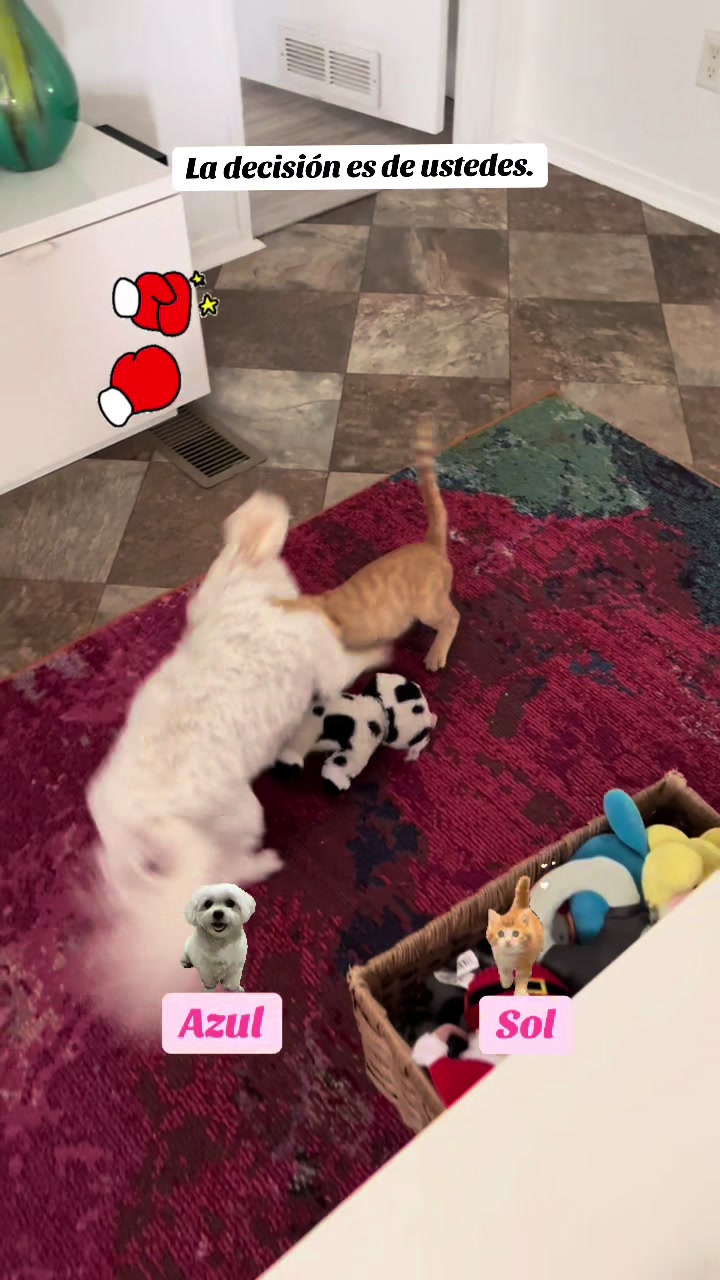 @AZUL🐶🥰