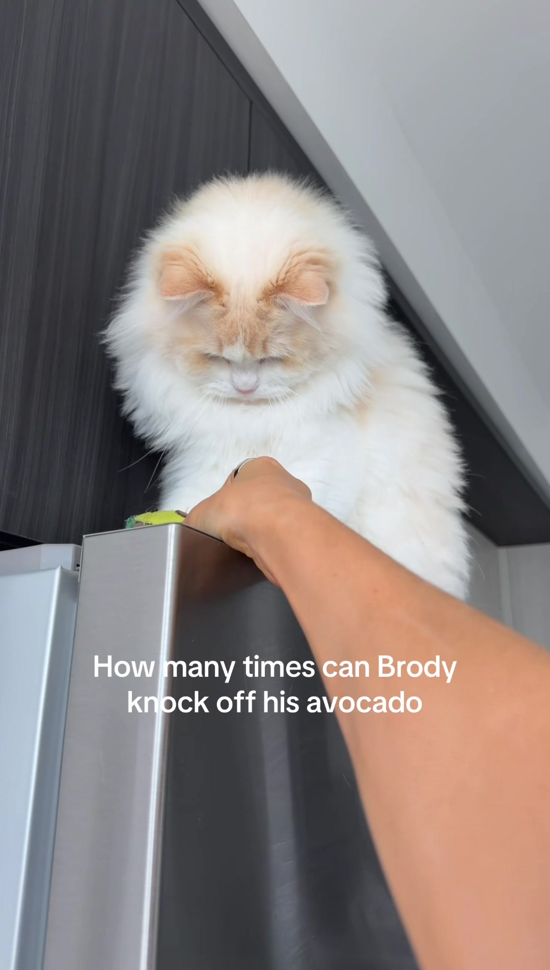 @Brody The Ragdoll Cat
