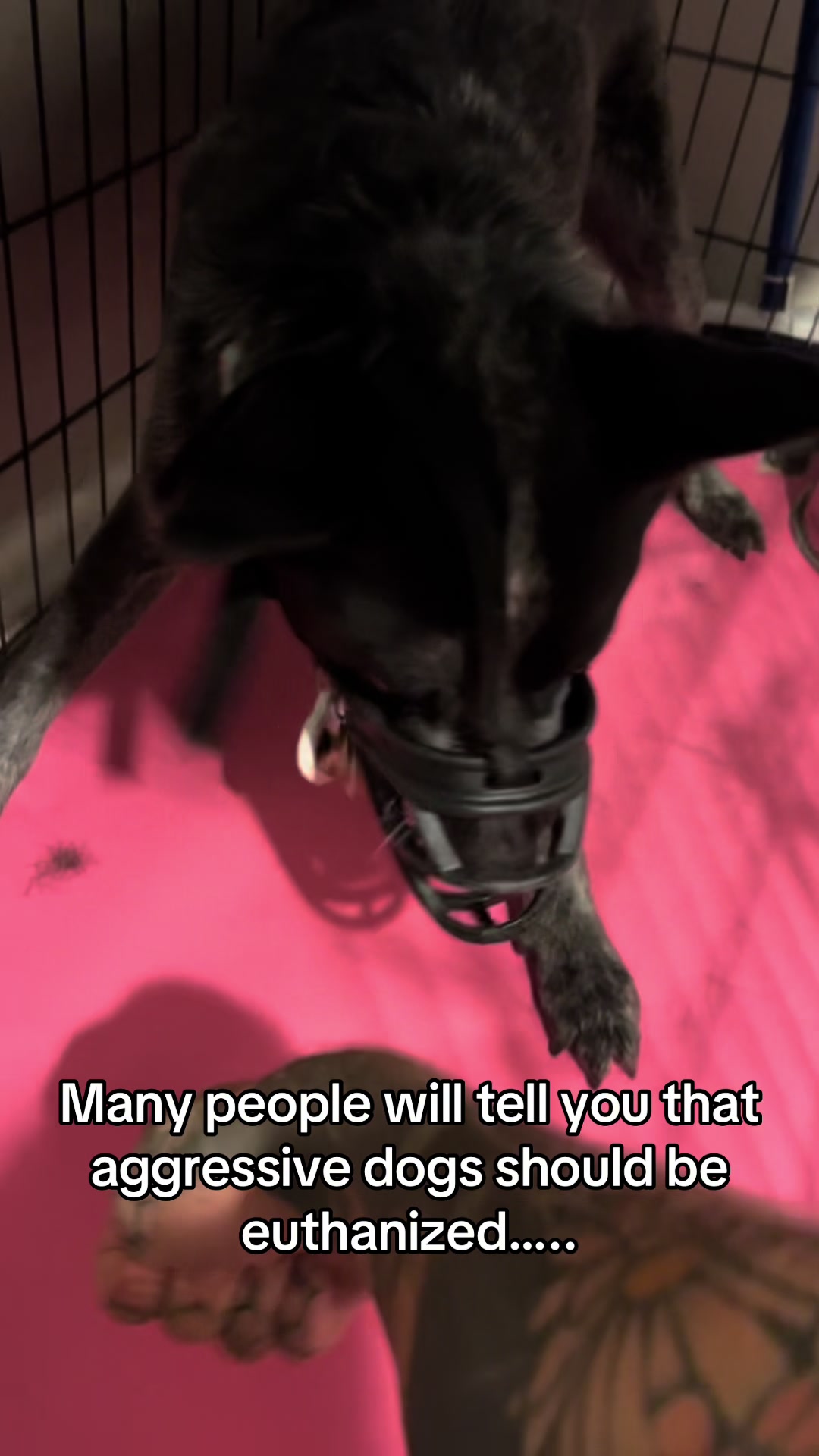 @balancedcanineacademy