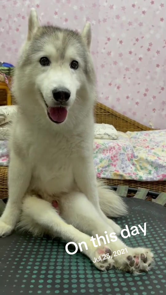 @Hachi Family 🐶🐕🦊