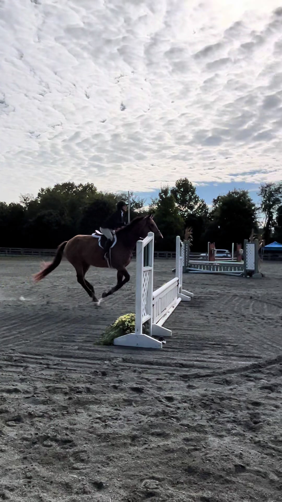 @Aftyn 🐎