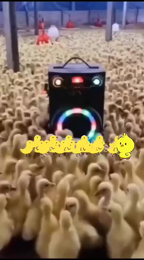 @chapischapis