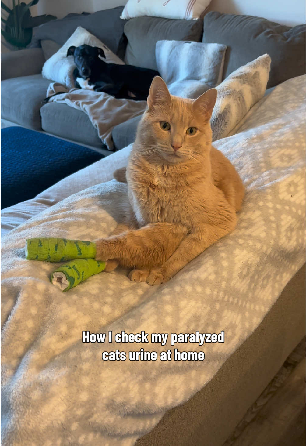 @Low Ryder Kitty