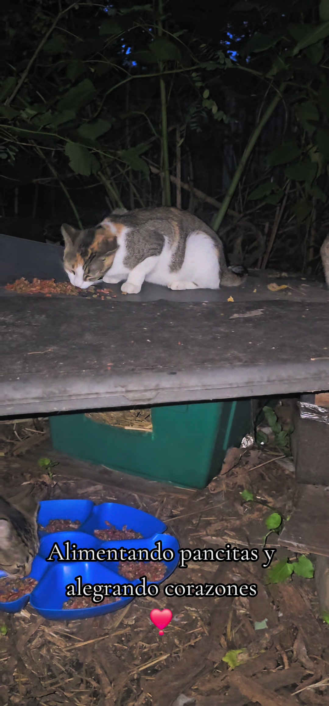 @🇲🇽Guli.Carrada 🐈⬛