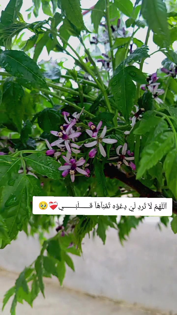 @مۭڸآمۭـﺢۧـ بُــݛِۧيّـئــة