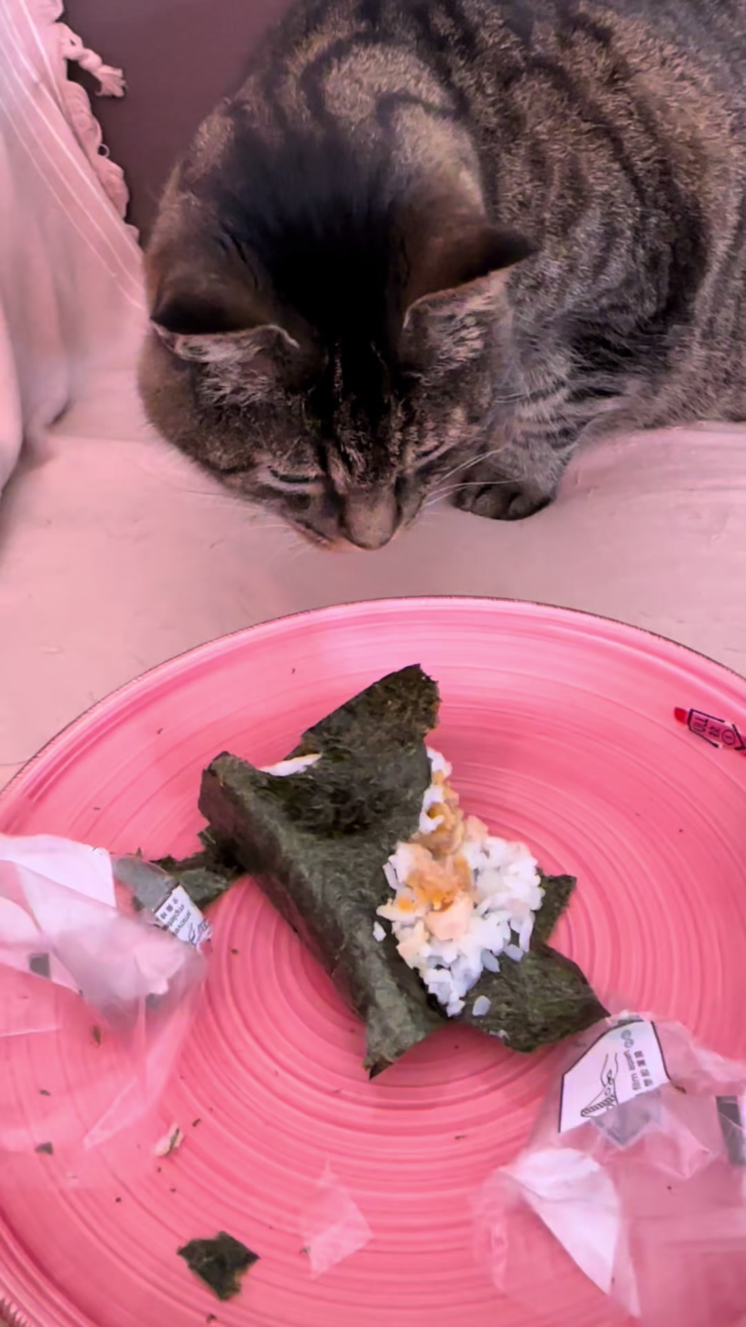 @Joep_the_ rescuecat