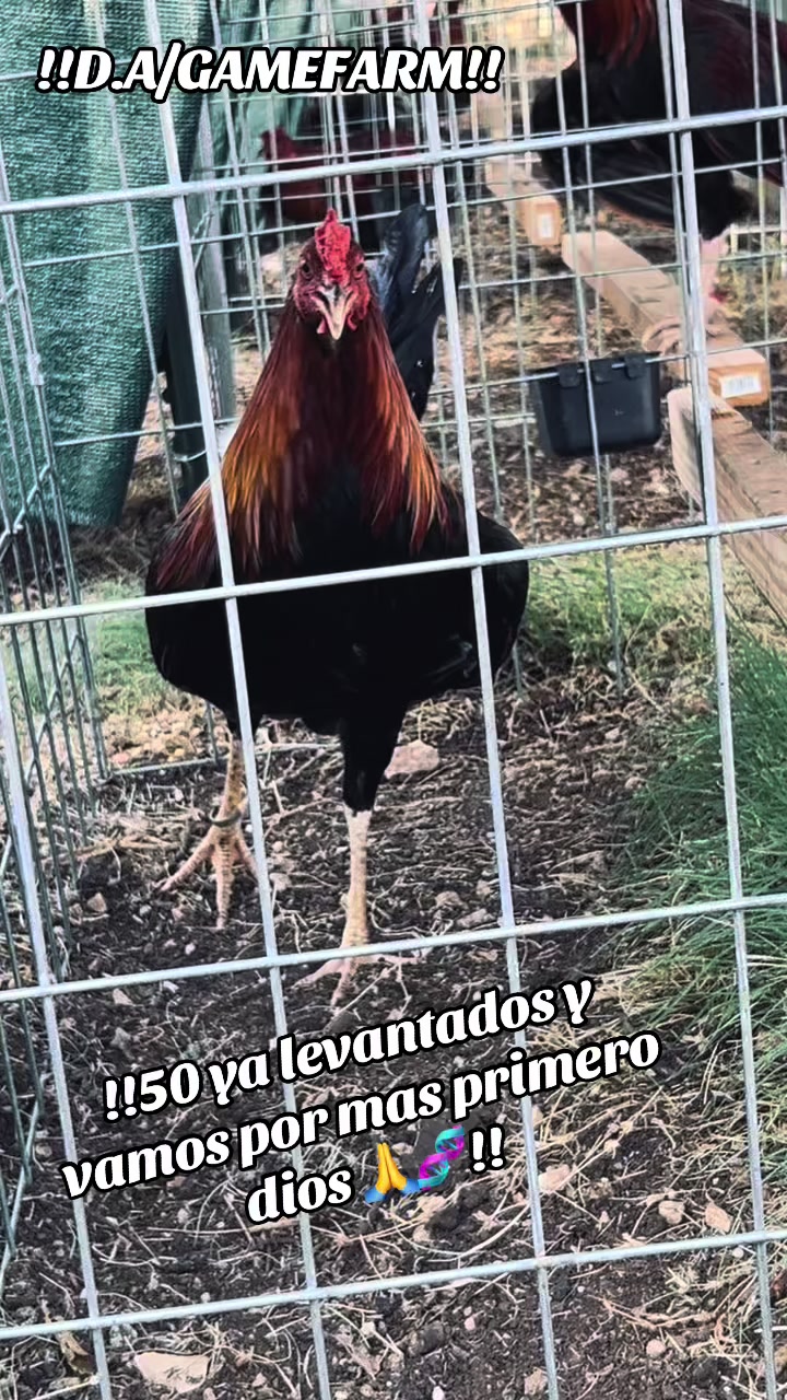 @DAgamefarm