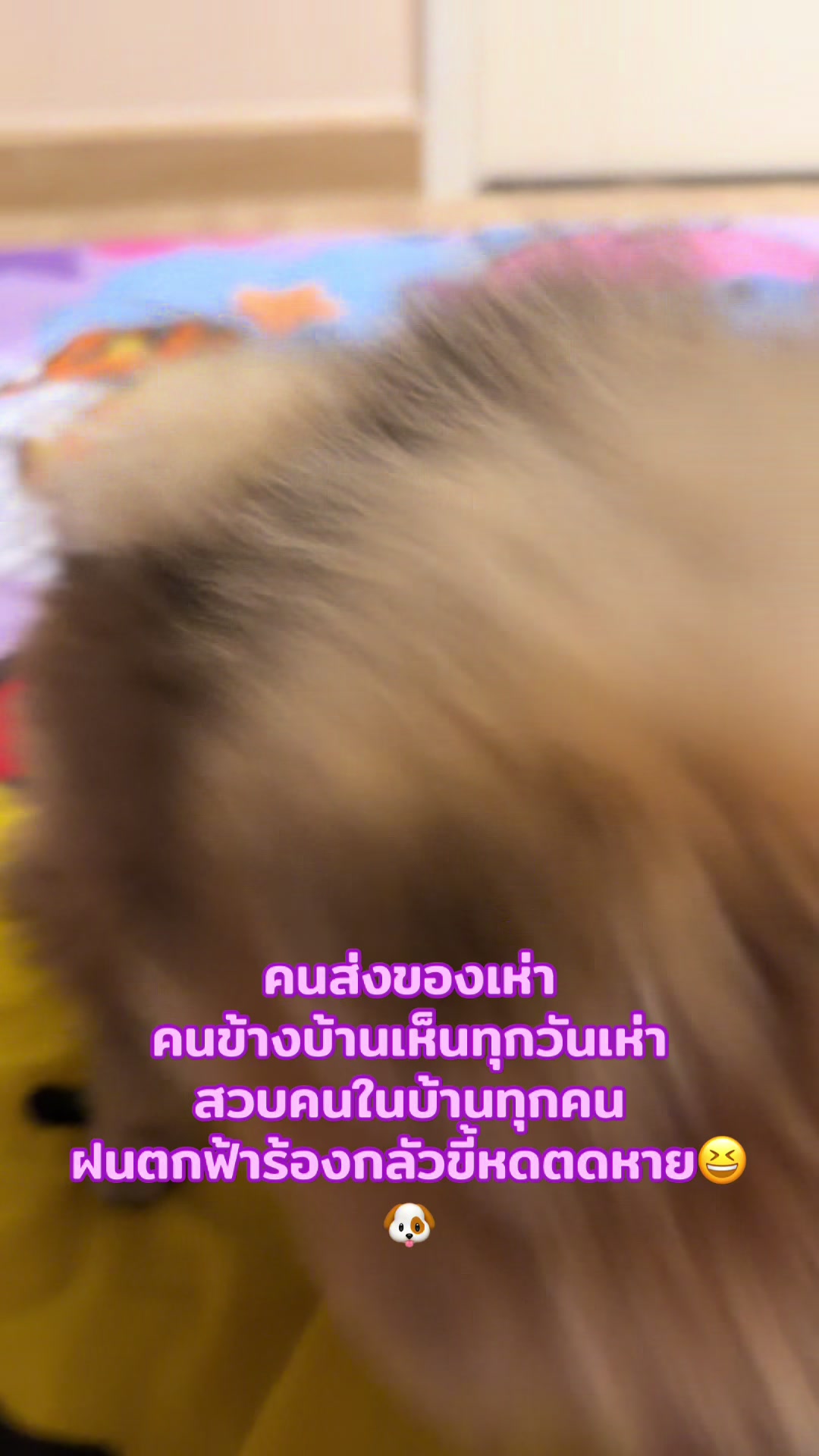 @🐑💫วาย ยู ไอ💫🐑  เข้าใจป่ะ