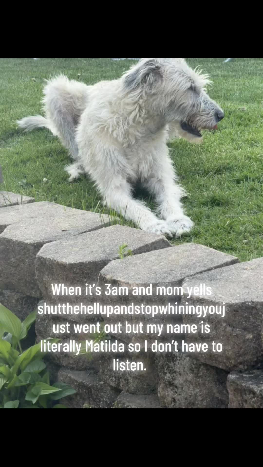 @Ruh Roh
