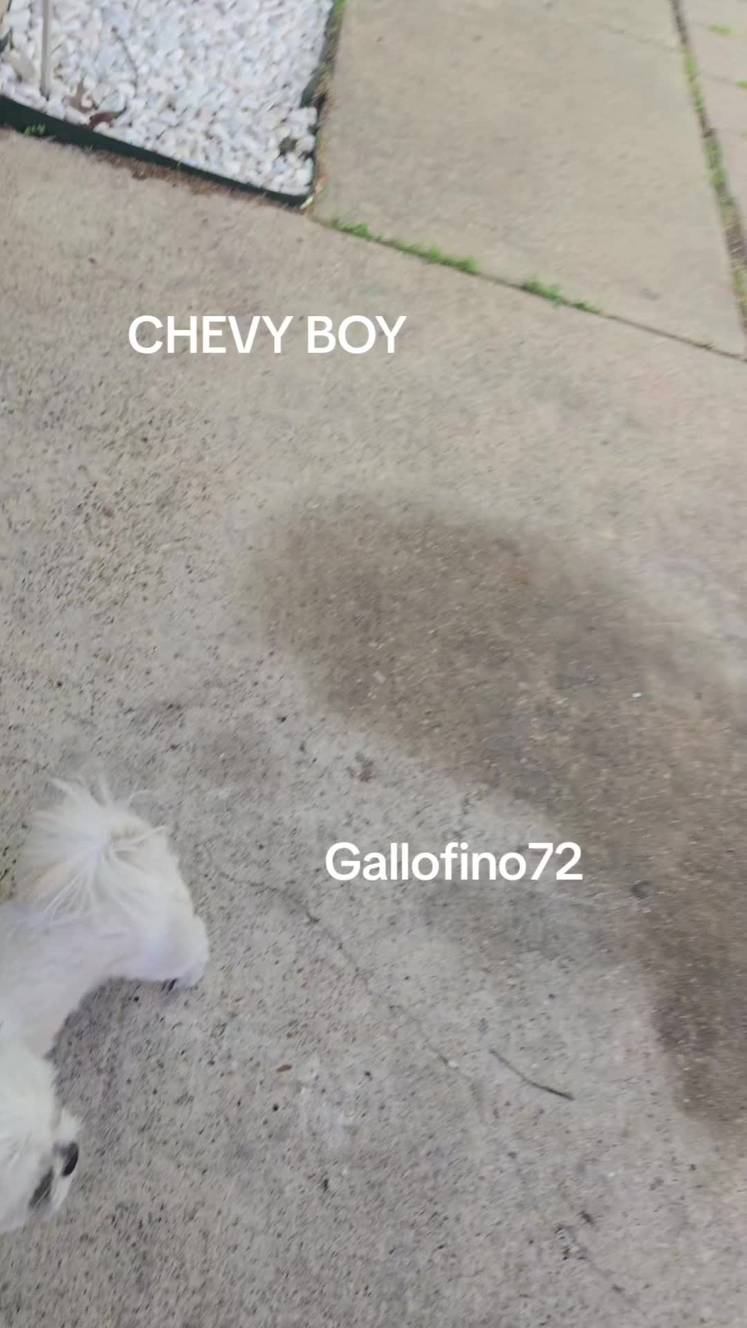 @ElGalloFino
