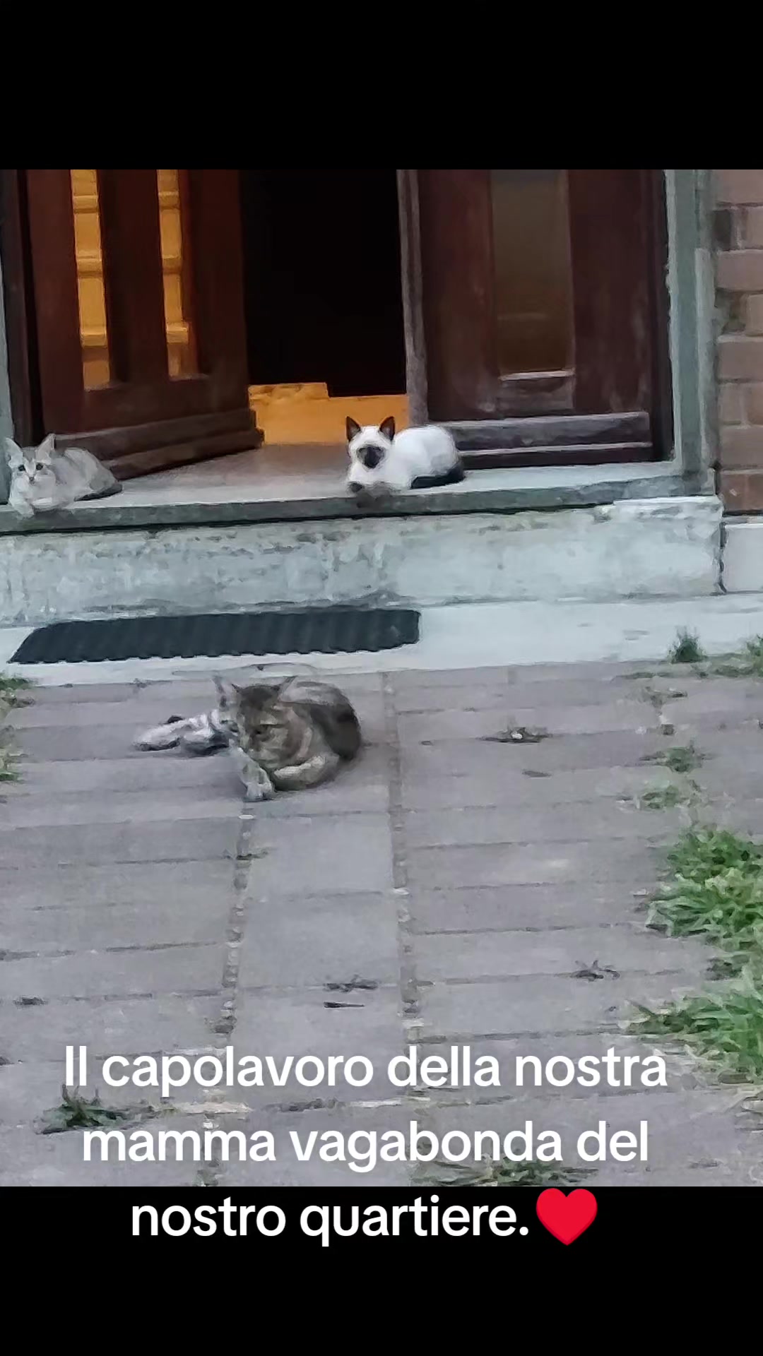 @cuore.animale