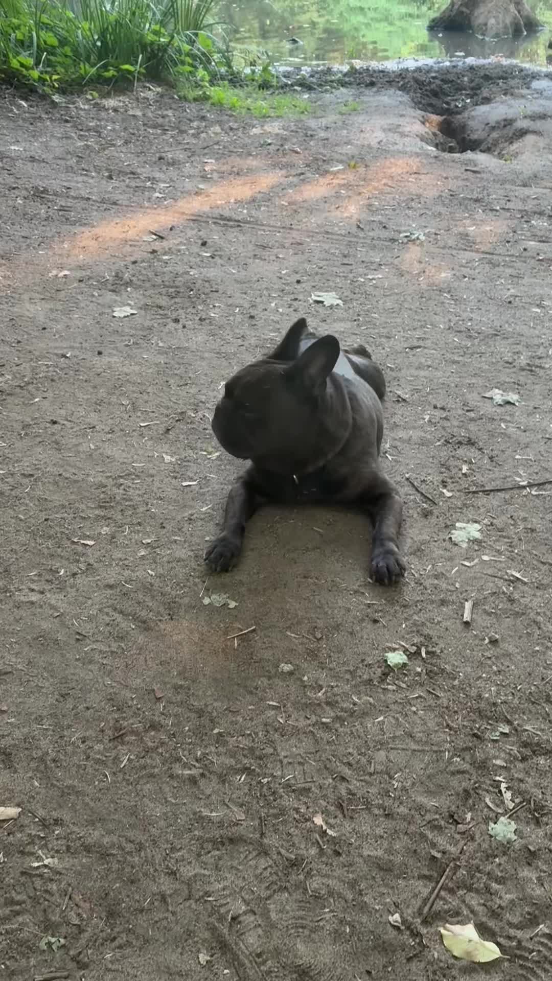 @The_chaos_frenchi