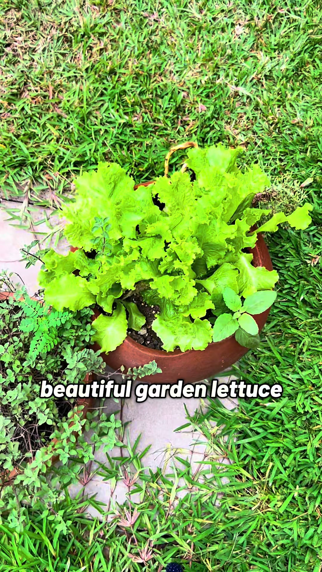 @Sunny☀️ @VeganSunny on YouTube