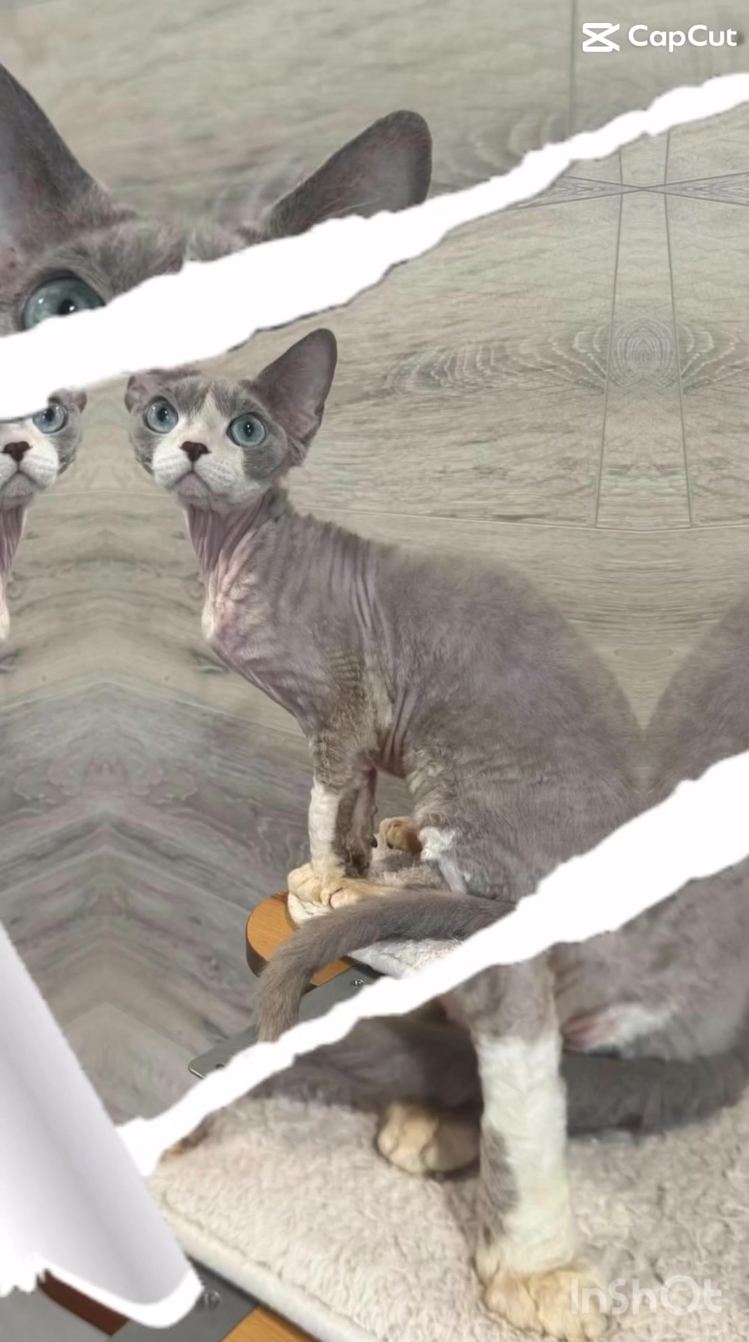 @Curlslux cattery!!🇺🇸