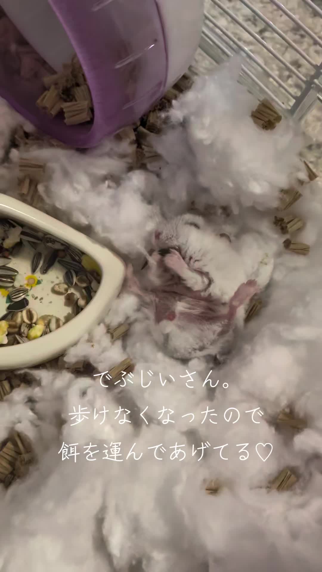 @二本1可愛いハムスターのいる暮らし
