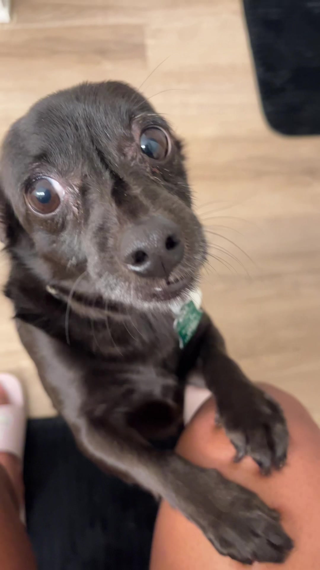 @Blackjack_Chihuahua