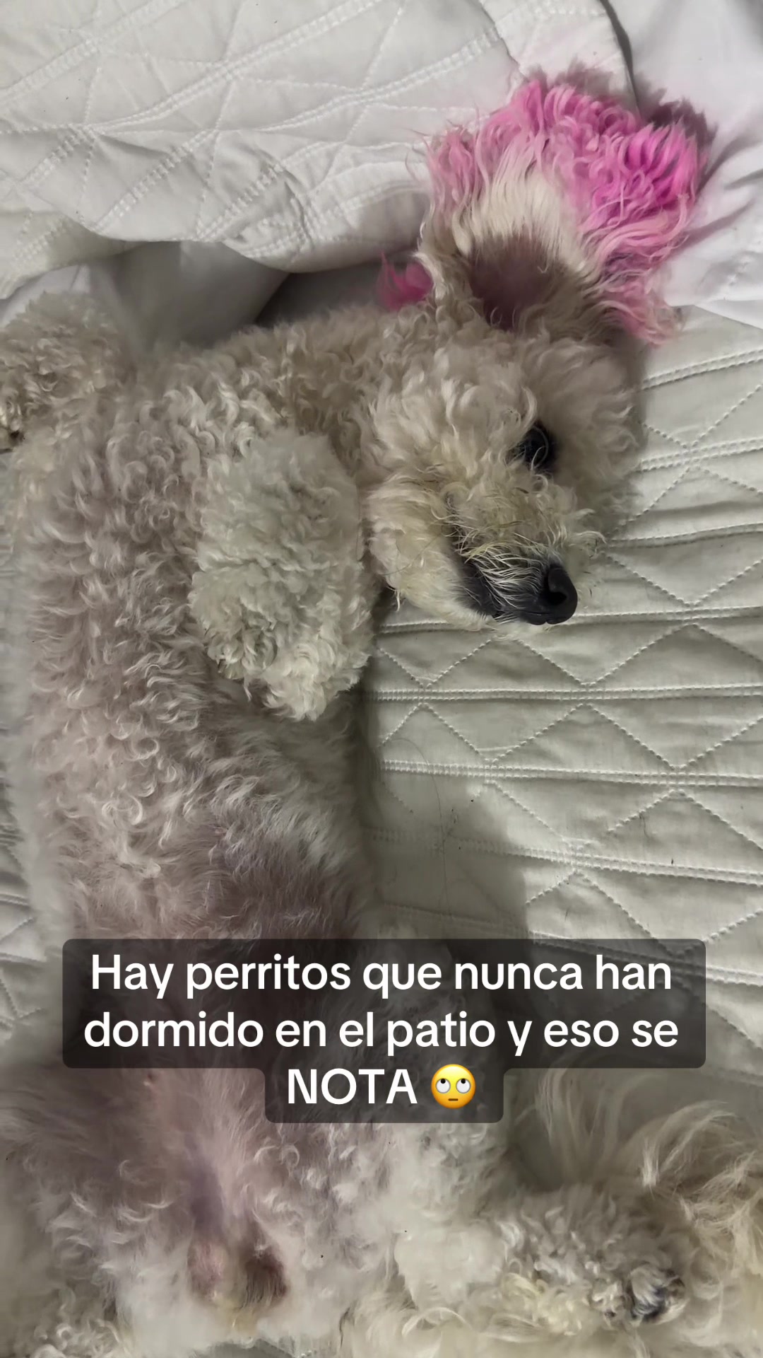 @Dahiana_tigreros