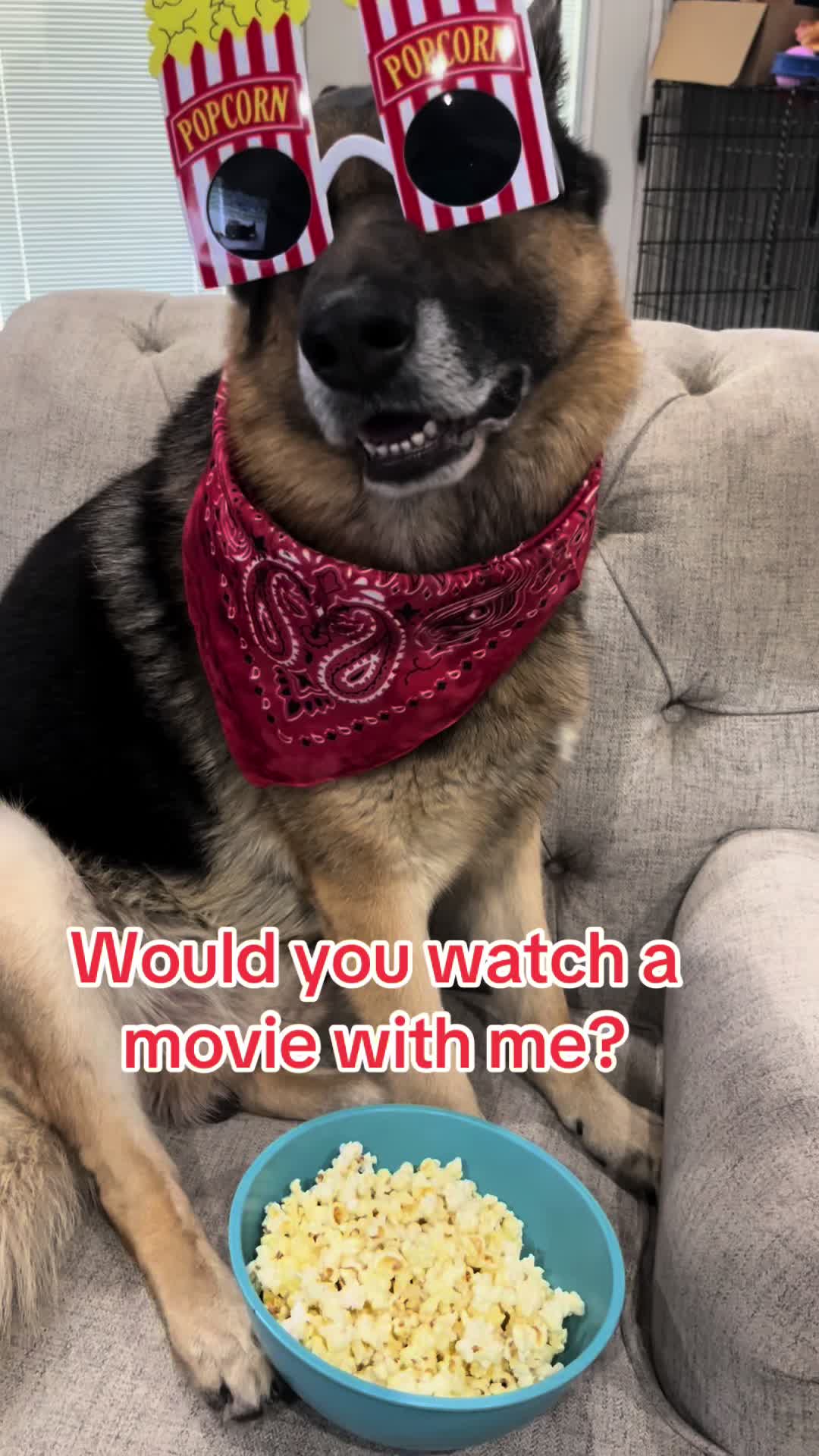 @Walter The German Shepherd
