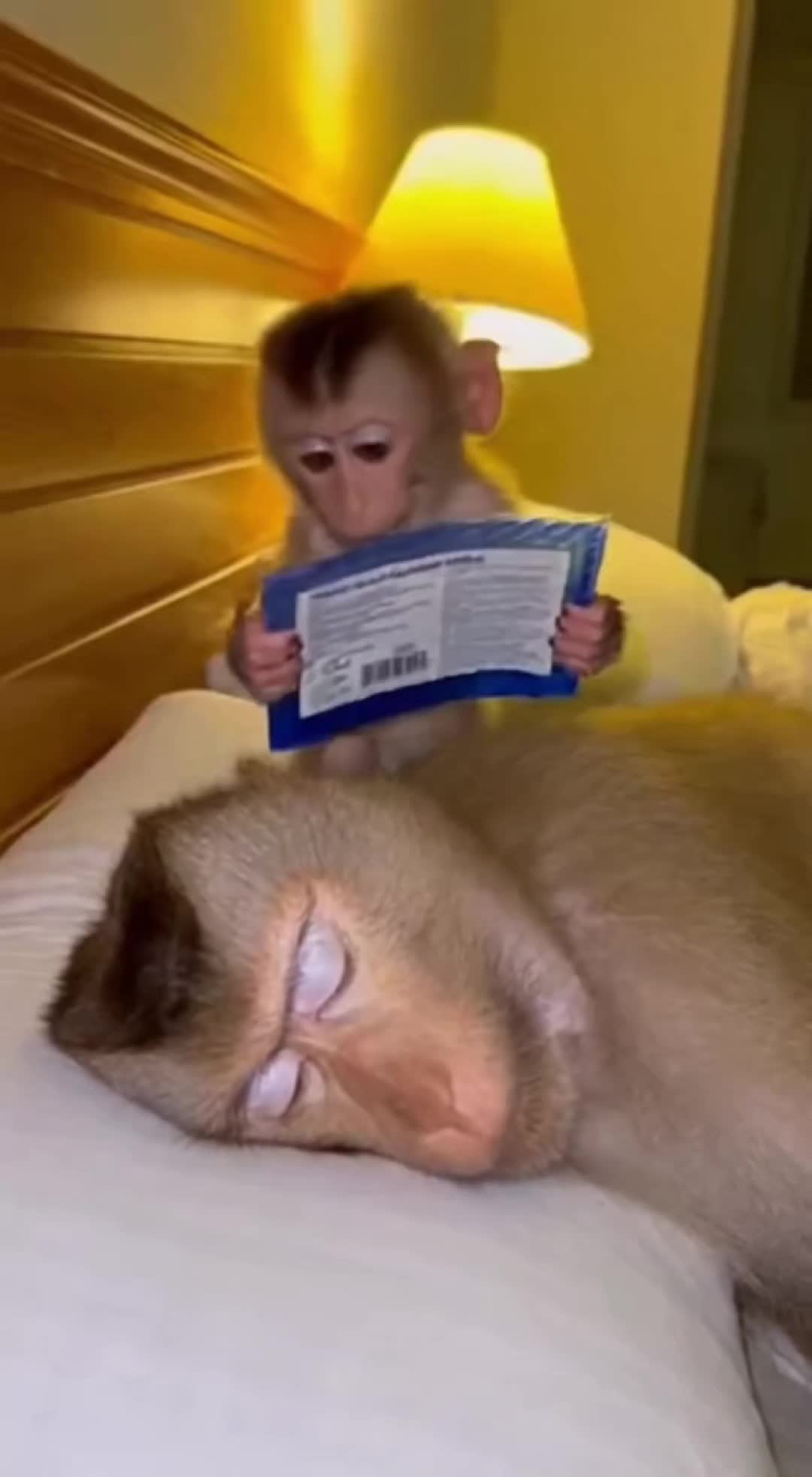 @monkeyfuntime