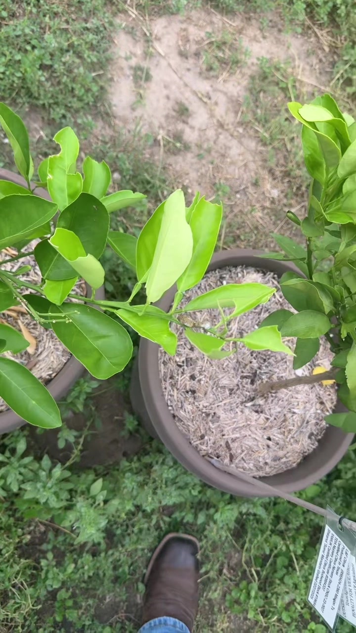 @themagicvalleygardener