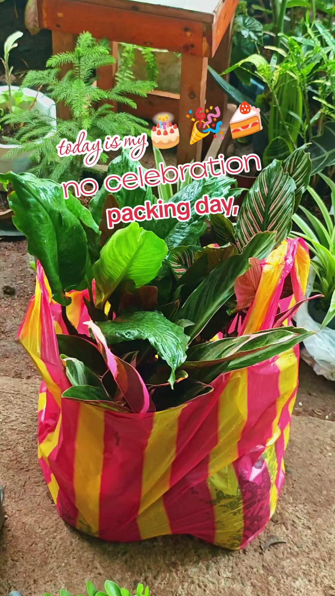 @mhie_nie gorgeous plantita