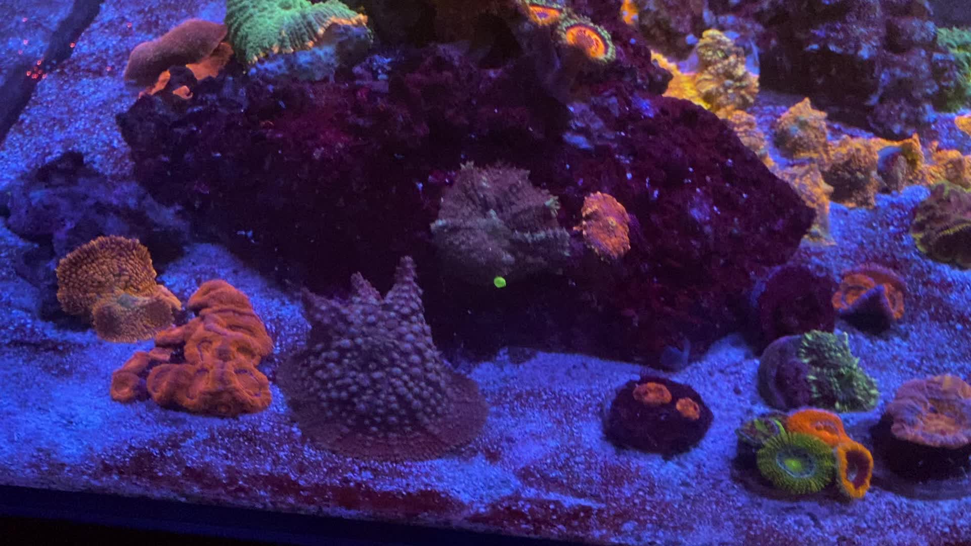 @Ts_reefs
