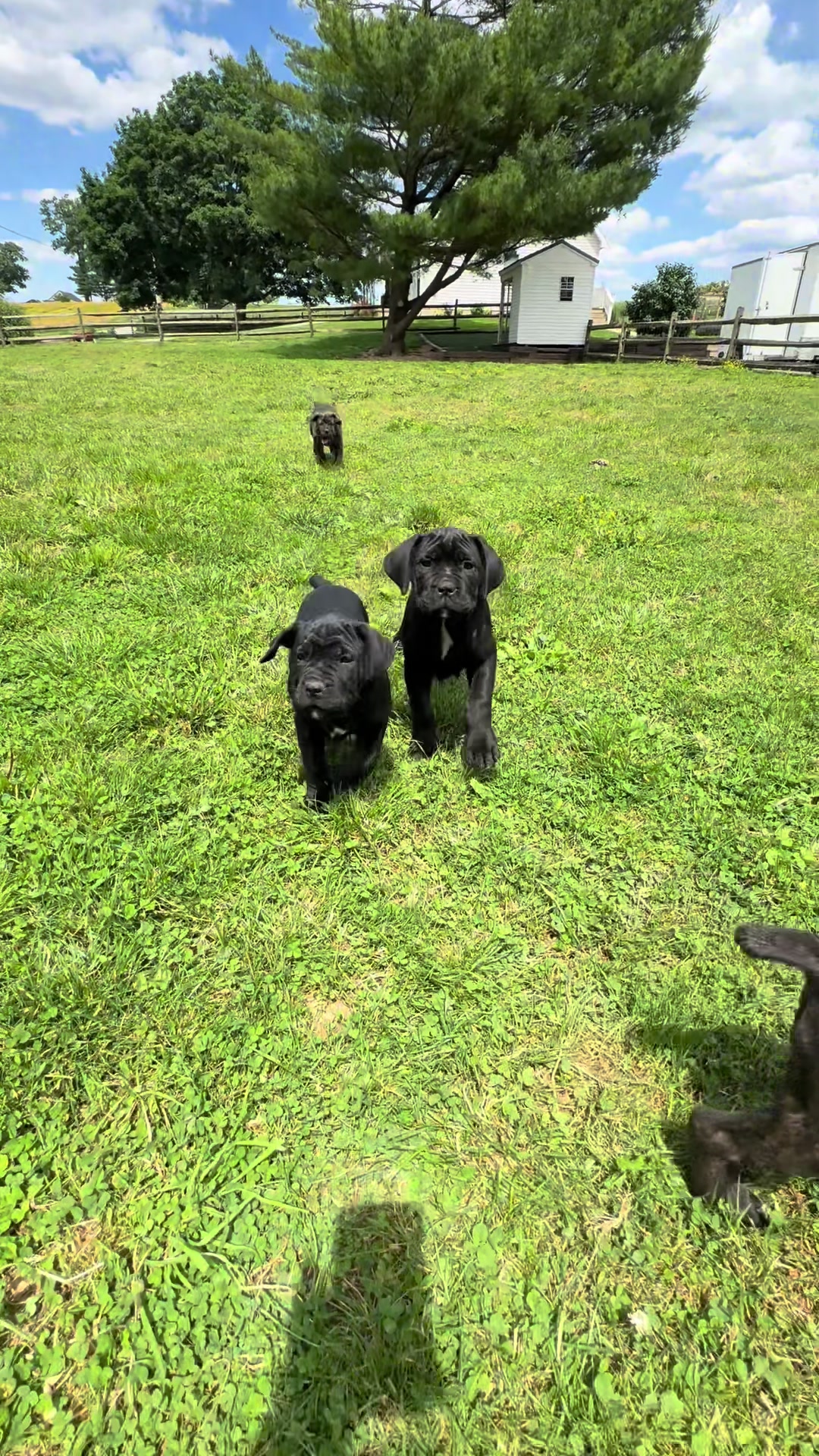 @Ultimate Puppies