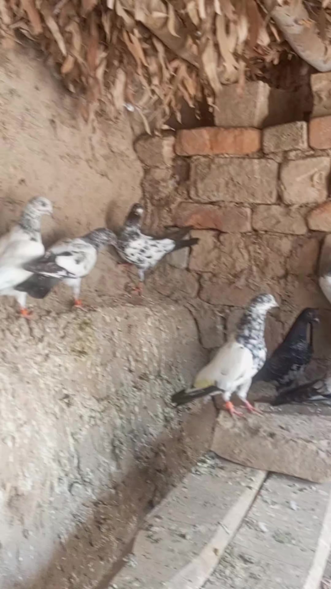 @village pigeons point
