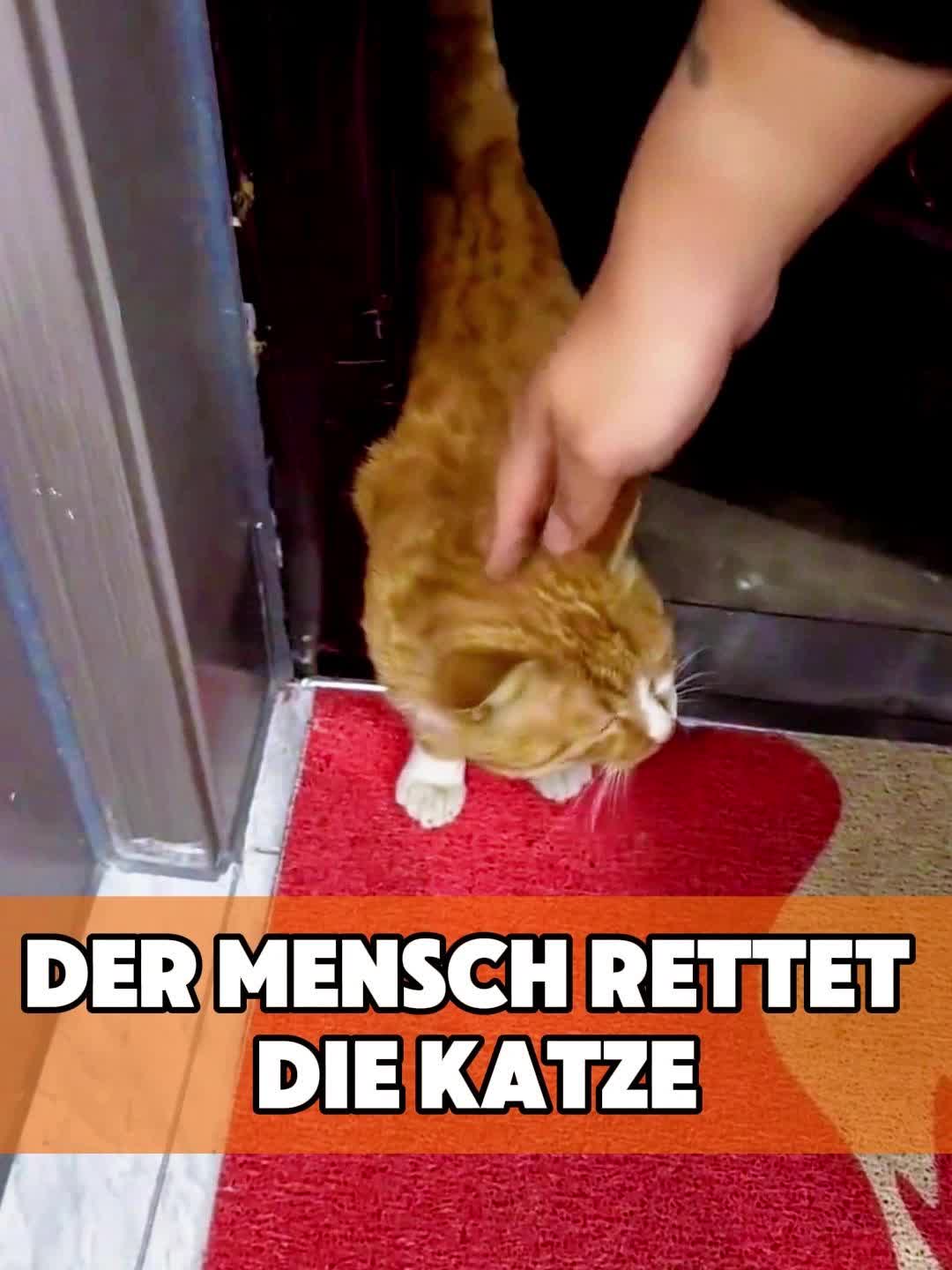 @toto_tier