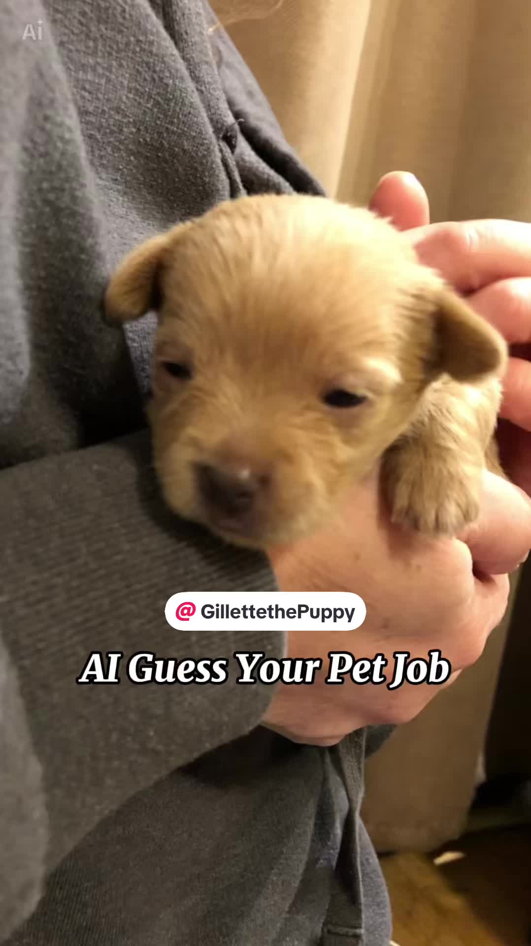 @Gillette the Puppy