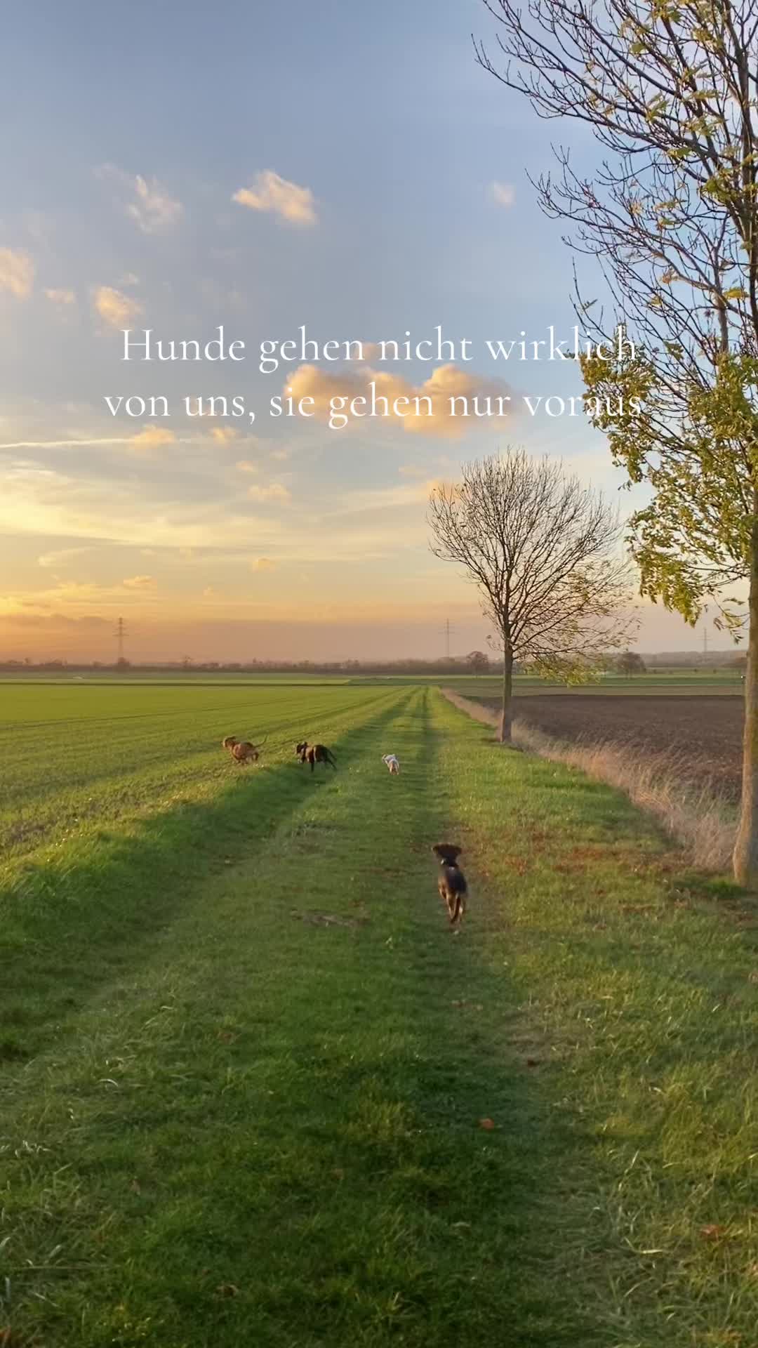 @Hundeurlaub.de