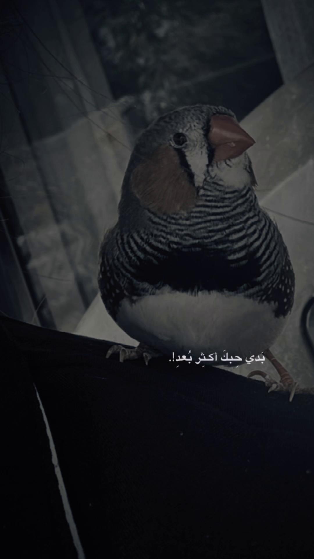 @ɴᴇʀᴠɪɴ|🫀