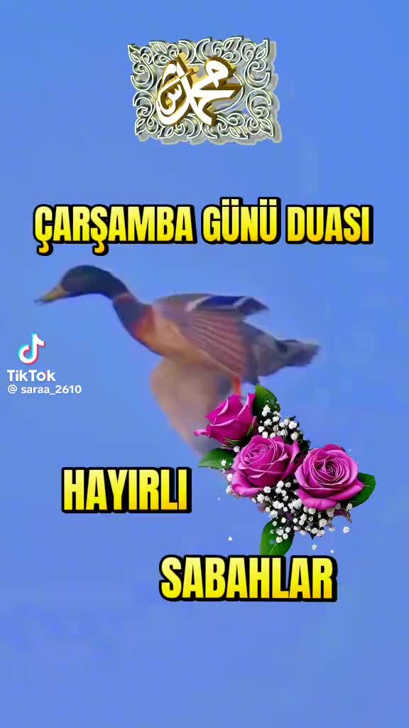@hazineakcelep