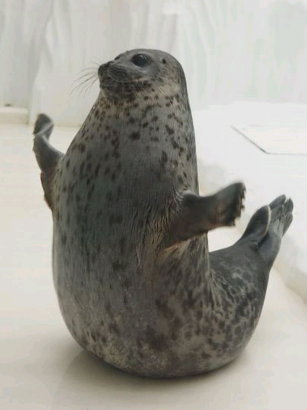 @🩷🎀 seal 🦭🩷