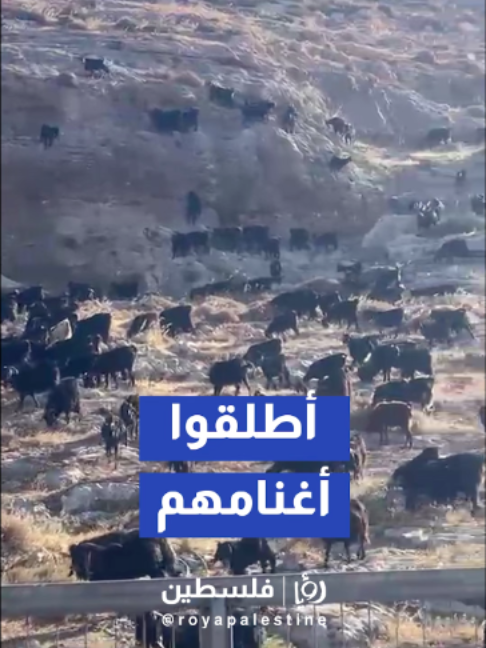 @Royapalestine رؤيا فلسطين