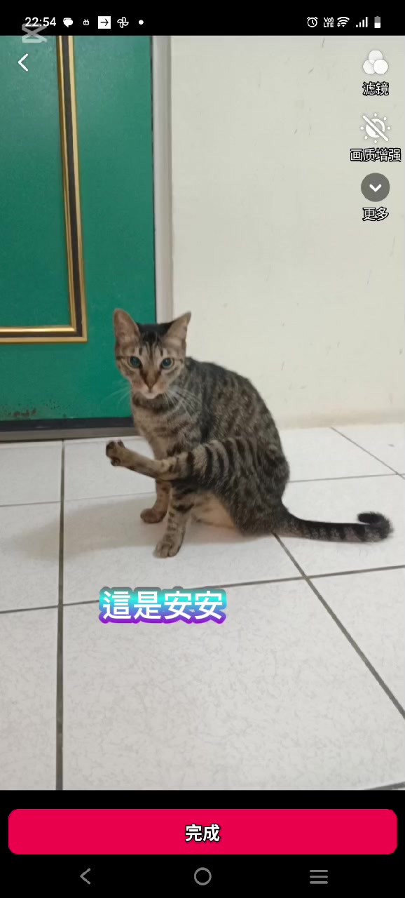 @糧巢偉-貓咪執事