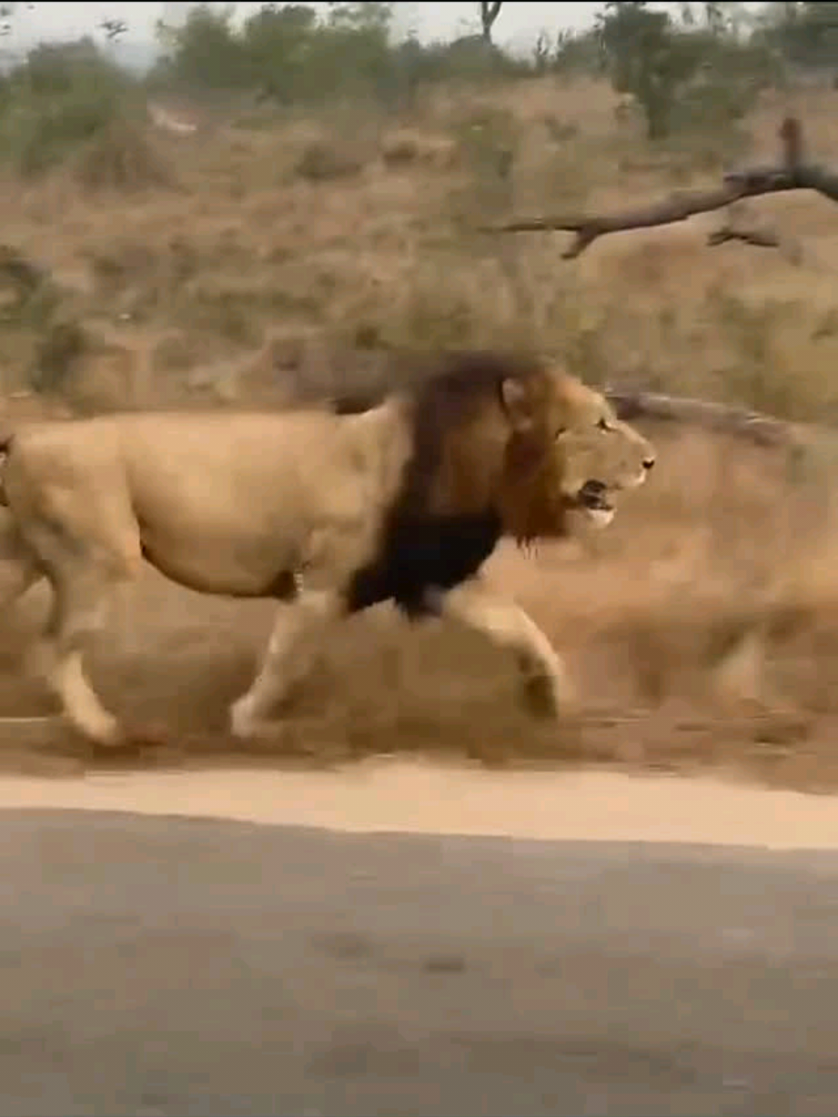 @Lion Sightings
