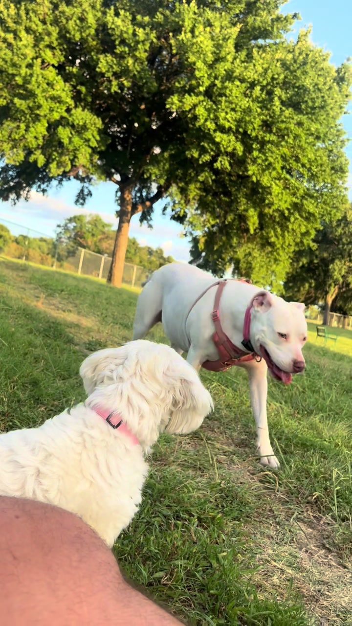 @AZUL🐶🥰