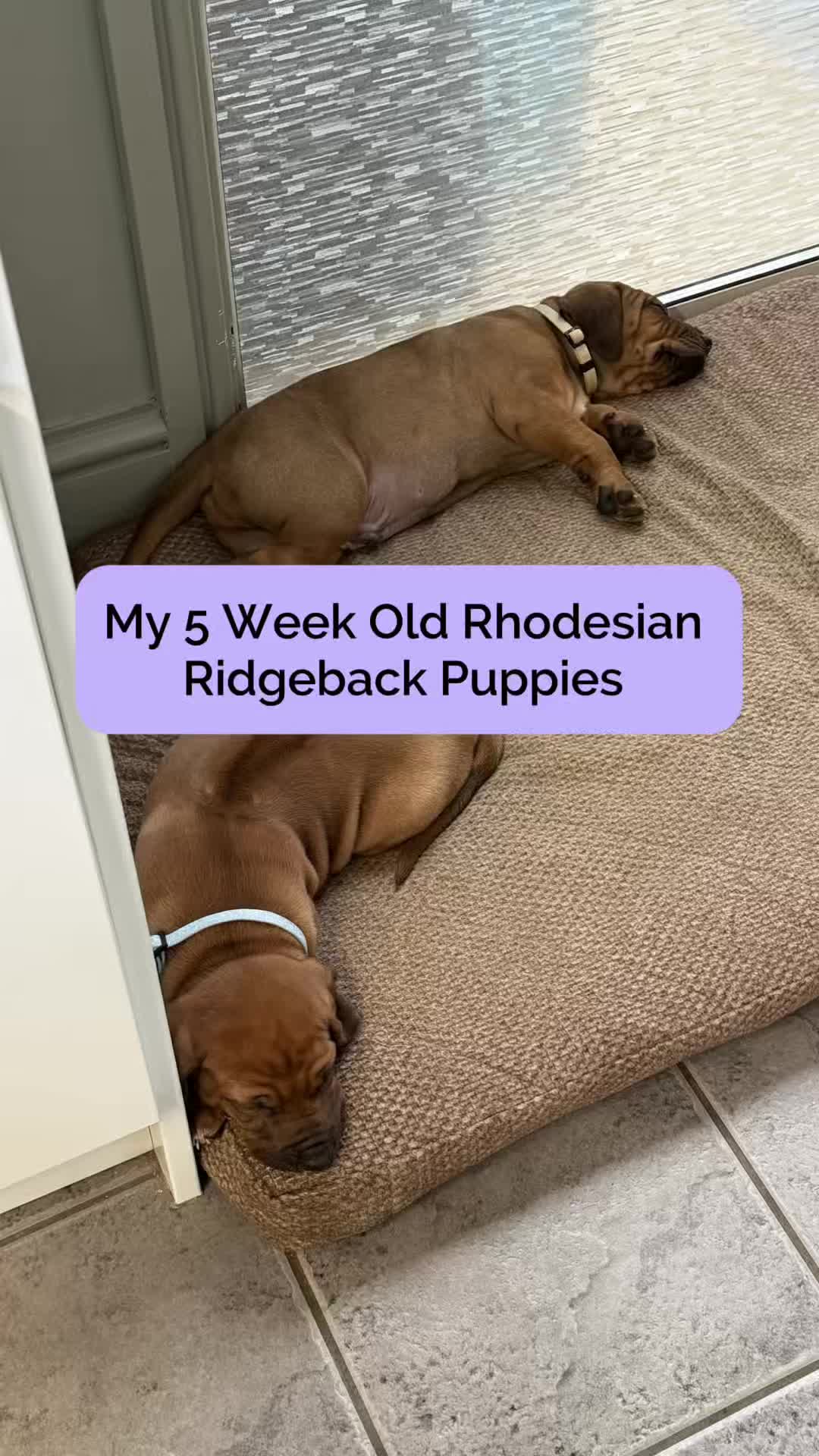 @Tracey | Breeder Mentor