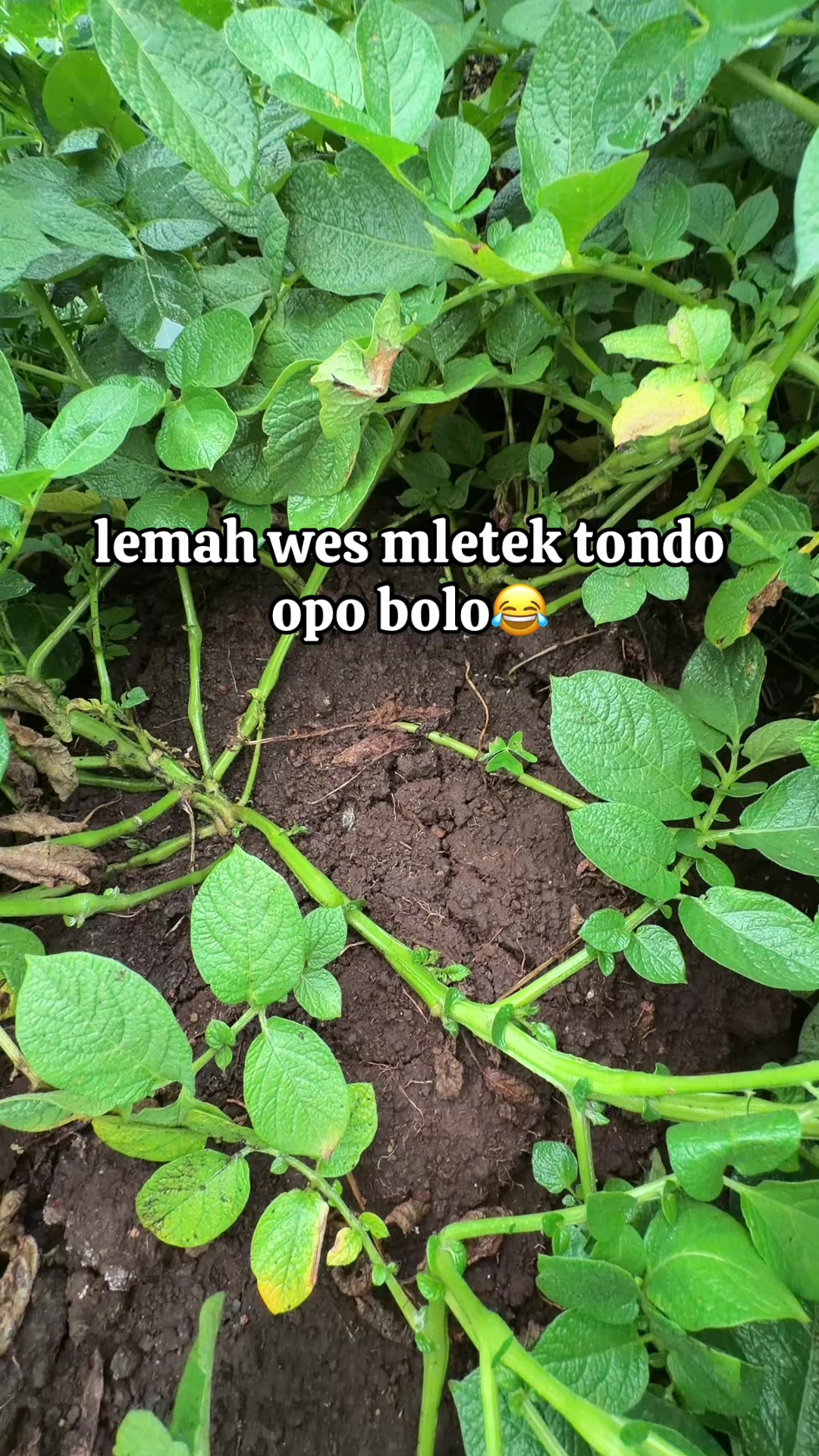 @nanda_setiawan_