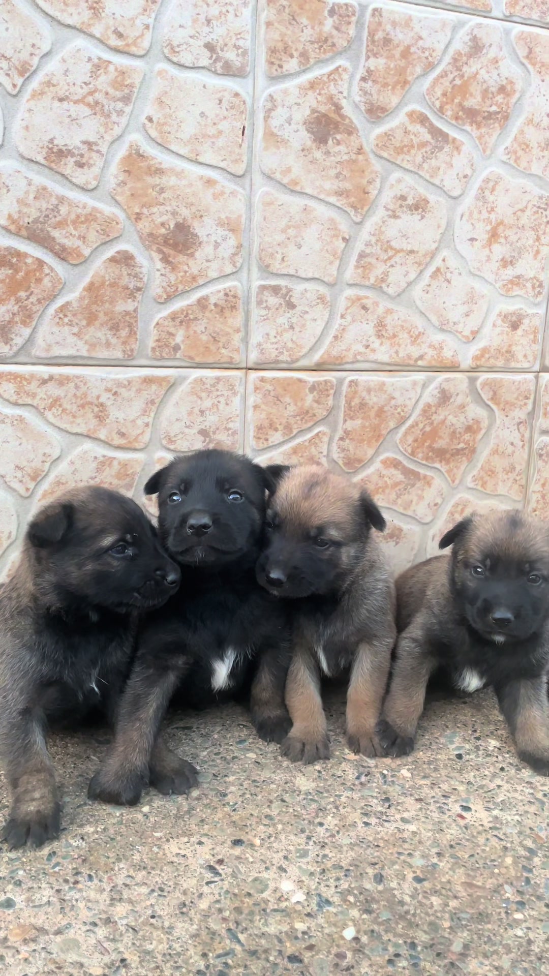 @The_belgian_malinois