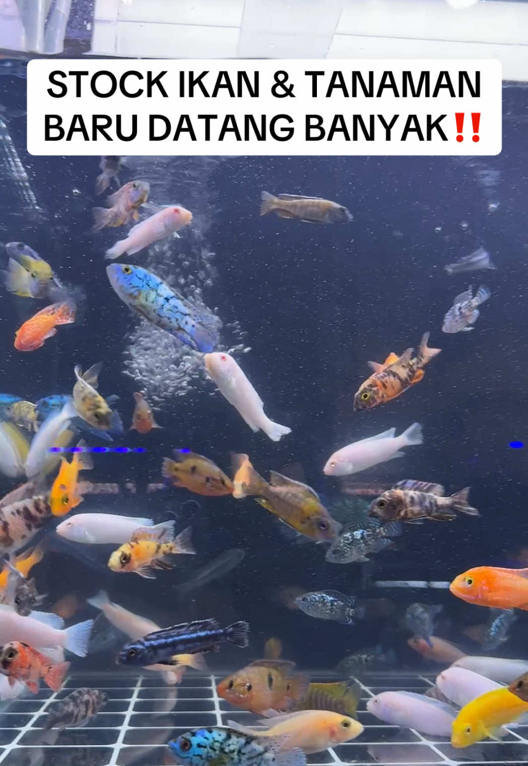@Aquatic Garage Bekasi