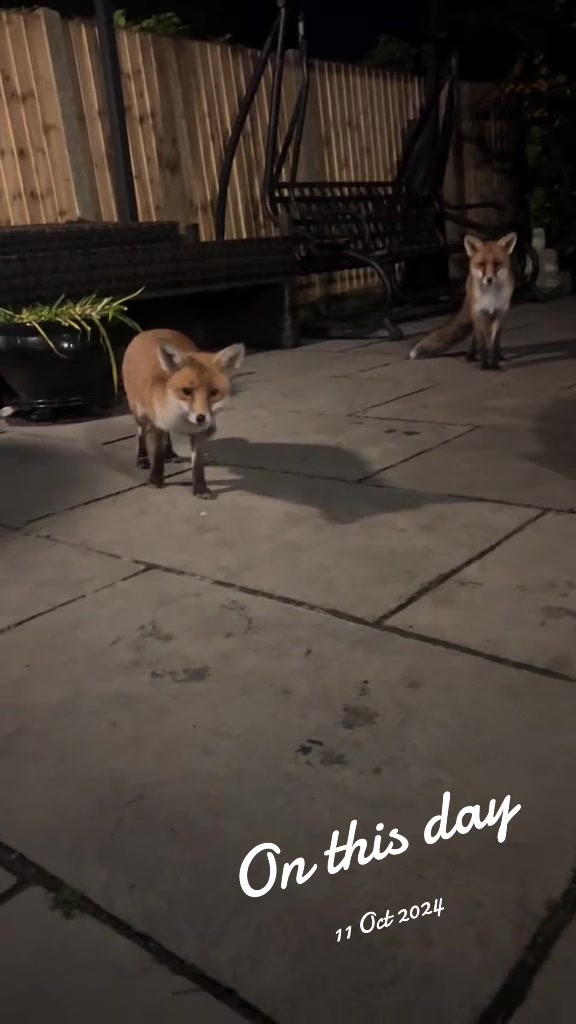 @gp_foxes