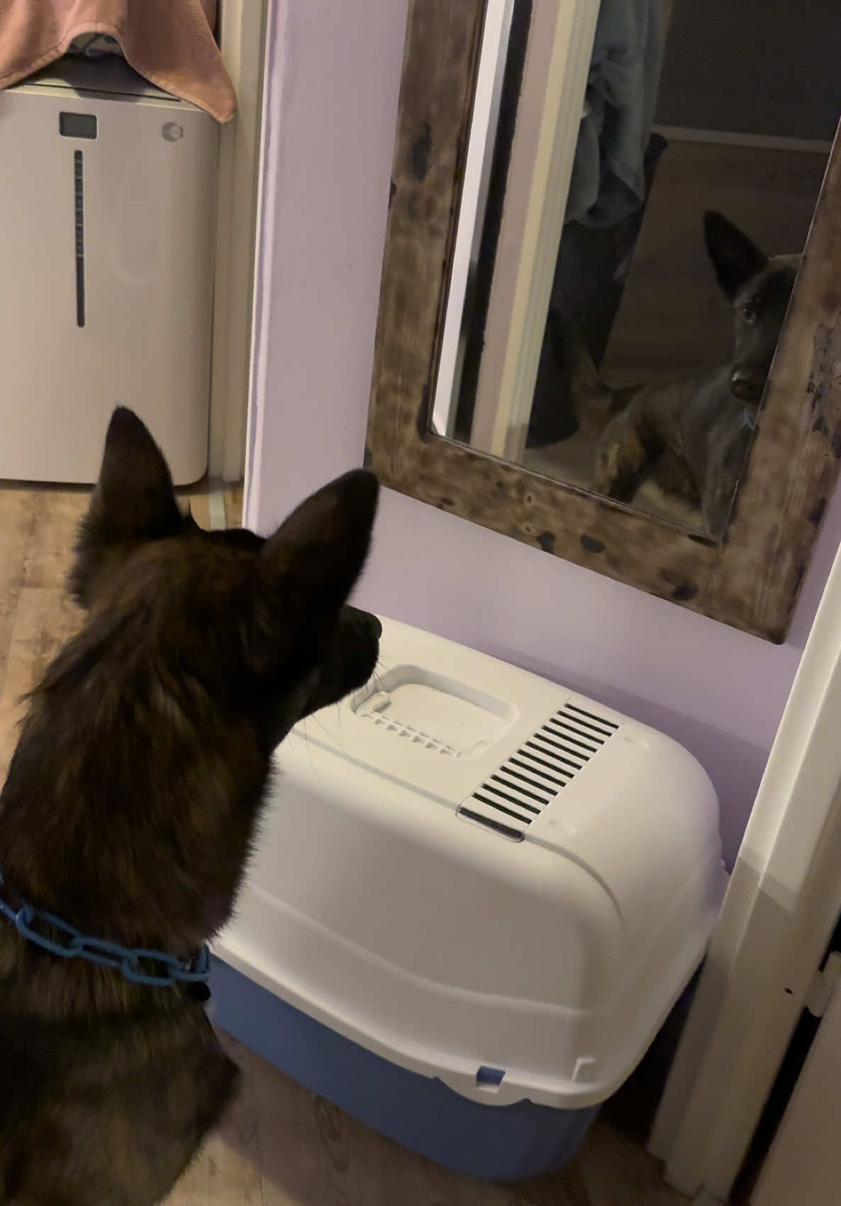 @Otha Malinois